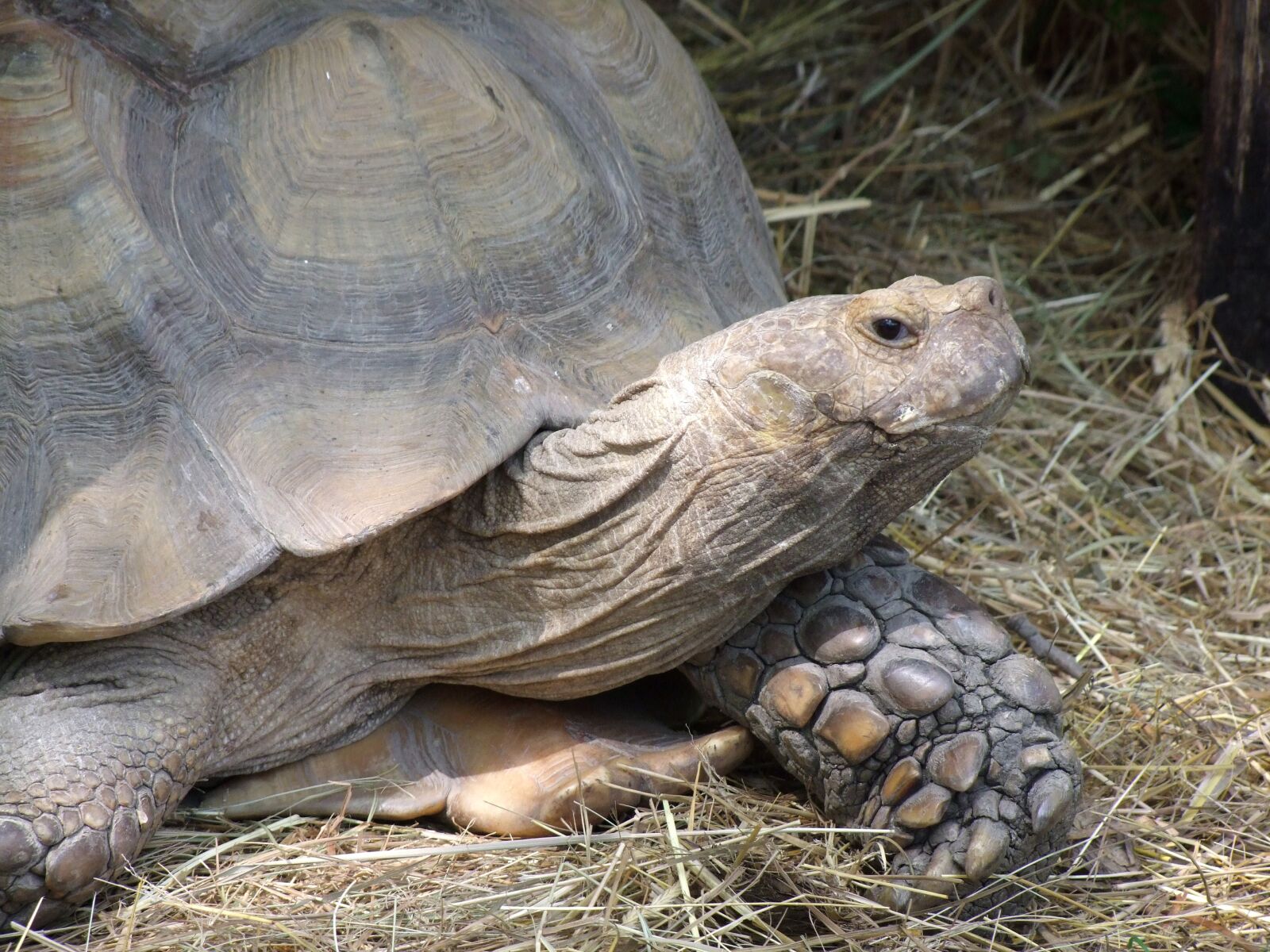 Fujifilm FinePix S100fs sample photo. Turtle, reptile, amphibian photography