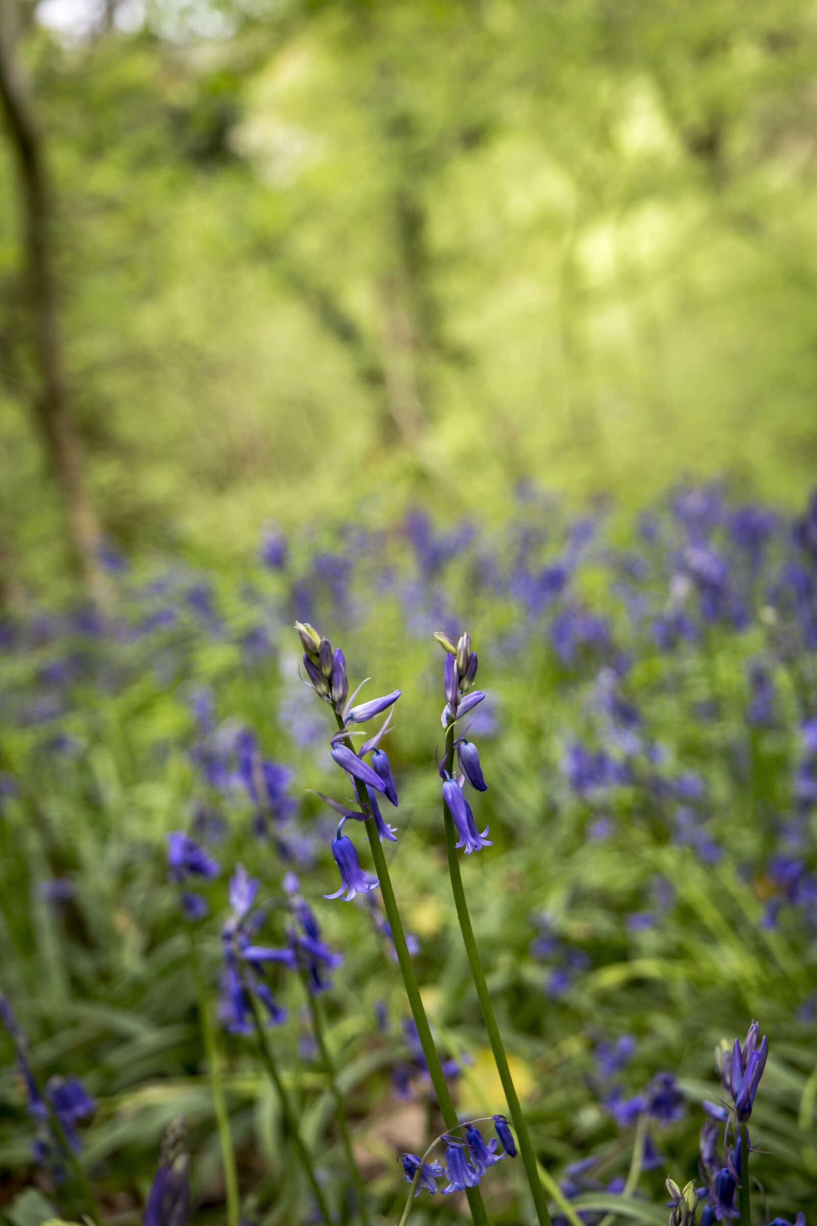 Canon EOS 5D Mark III + Canon EF 24-105mm F3.5-5.6 IS STM sample photo. Bluebells, forest, woodland photography