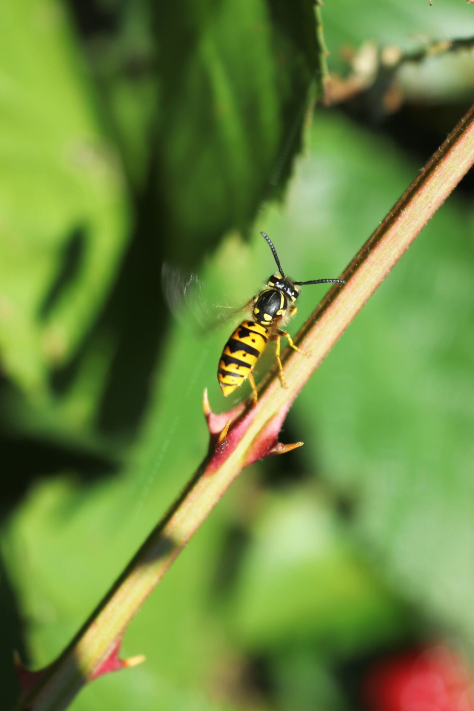Canon EOS 200D (EOS Rebel SL2 / EOS Kiss X9) sample photo. Bee, thorn, branch photography