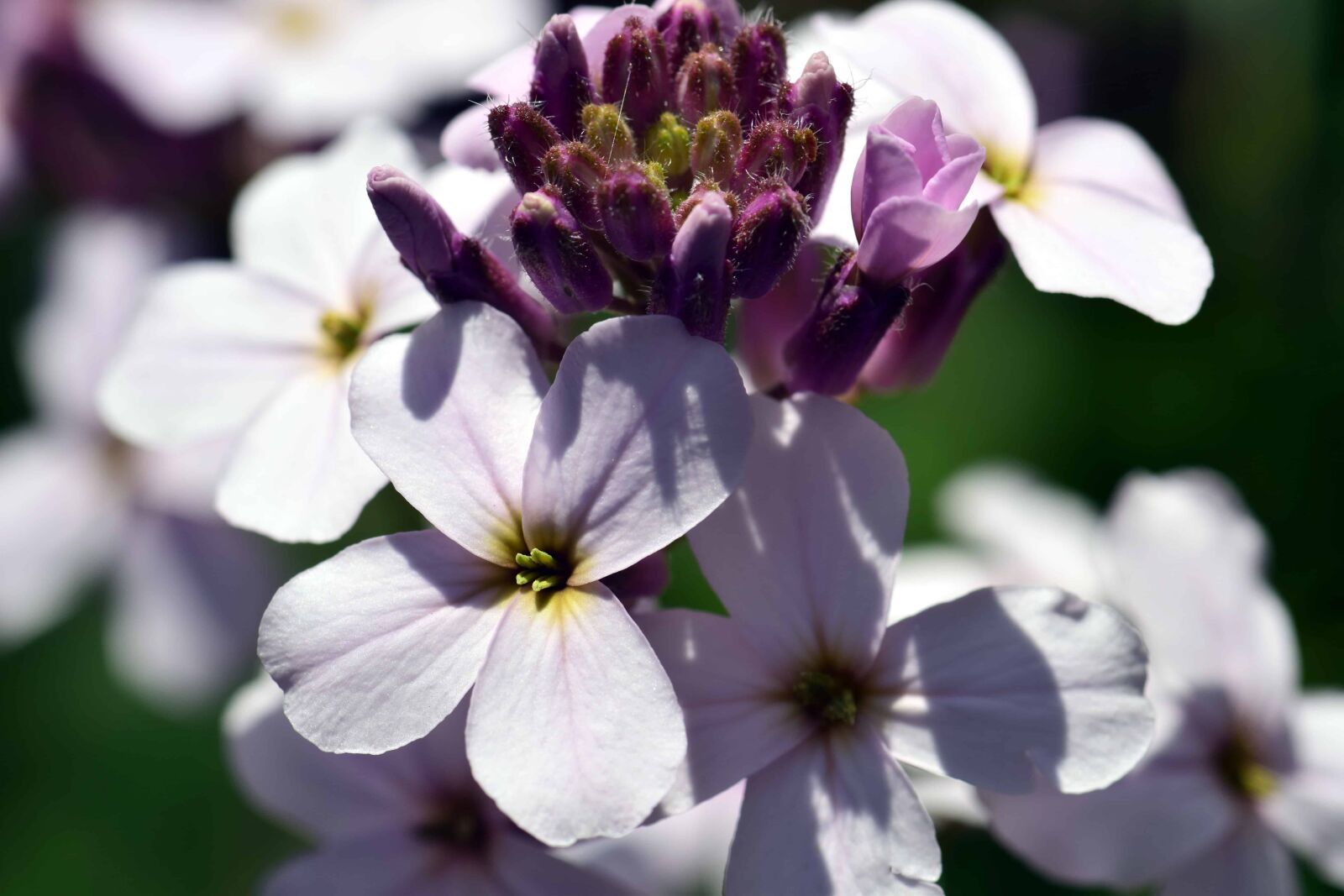 Nikon D3300 sample photo. Summer, garden, nature, flora photography