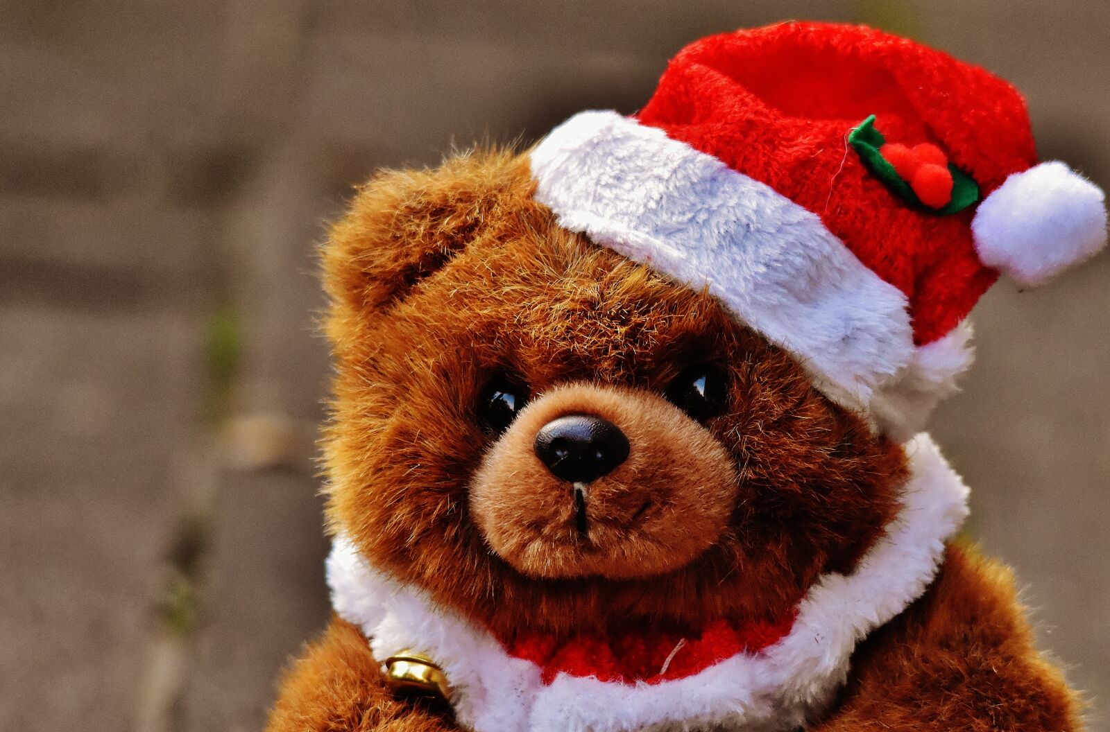 Nikon D7200 sample photo. Christmas, greeting card, teddy photography
