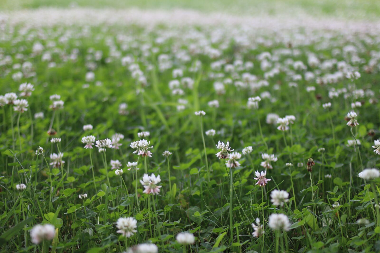Canon EOS 70D + Canon EF 35mm F2 sample photo. Plant, meadow, clover photography