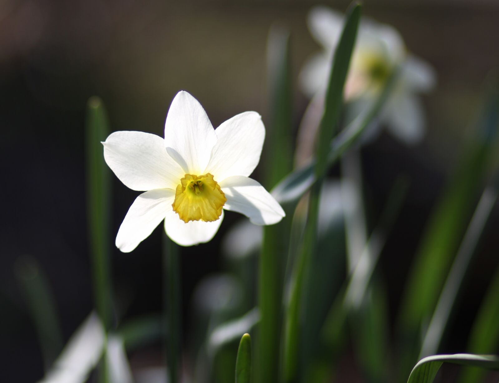 Canon EF 85mm F1.8 USM sample photo. Daffodil, flower, white photography