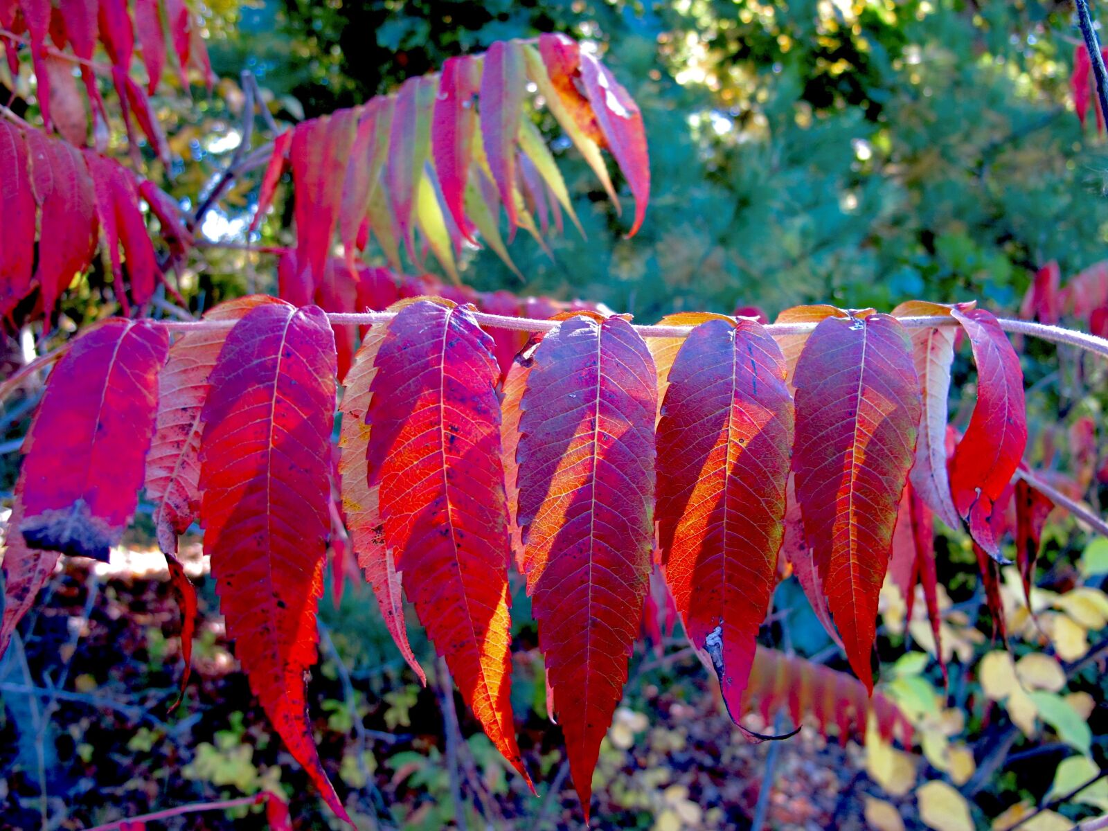 Canon PowerShot G12 sample photo. Leaves, autumn, nature photography