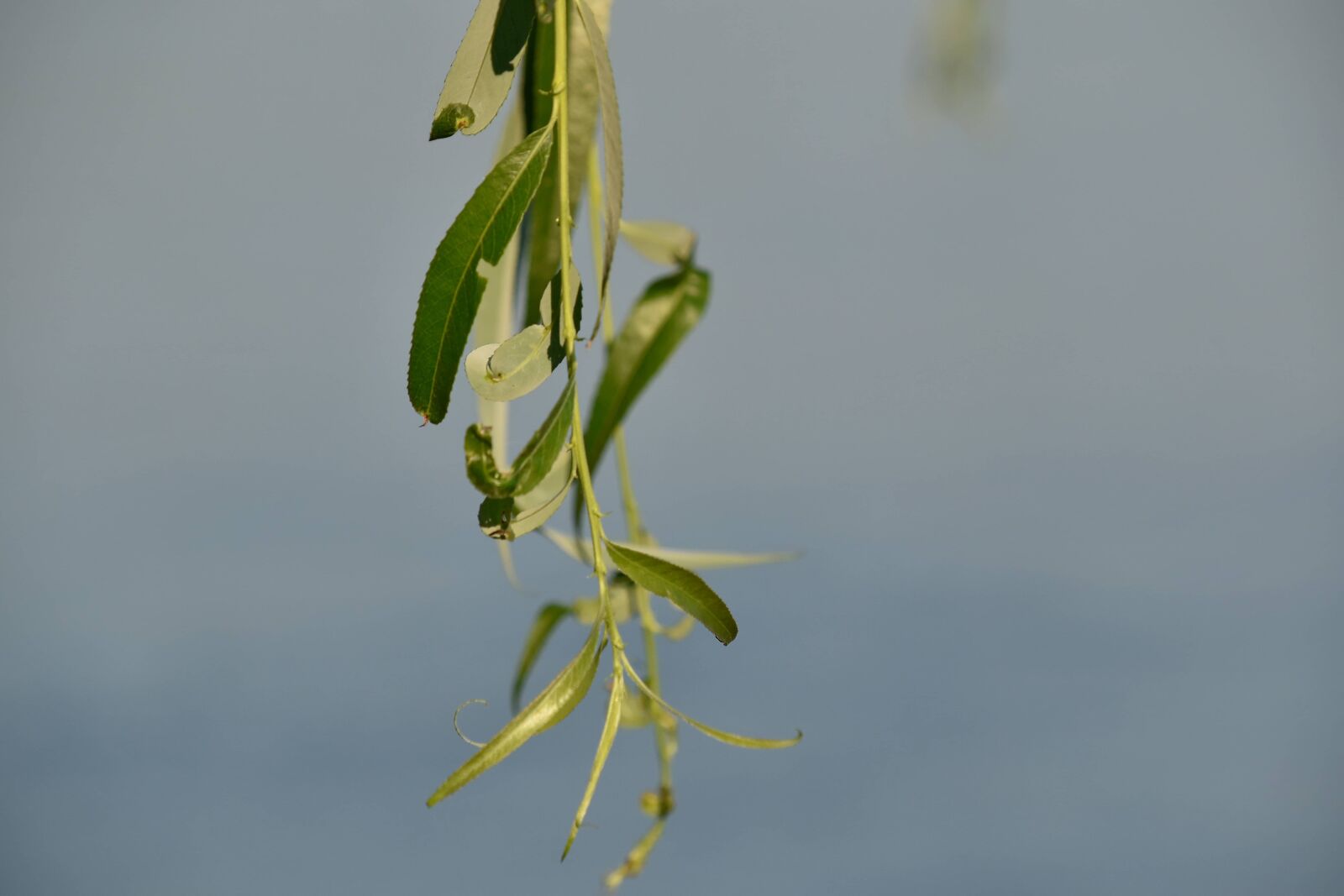 Nikon D5500 sample photo. Leaf, herb, plant, nature photography