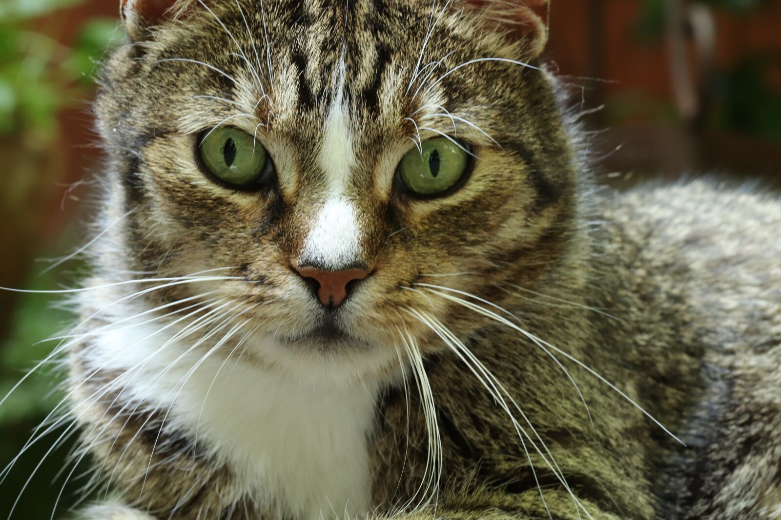 Canon EOS 800D (EOS Rebel T7i / EOS Kiss X9i) sample photo. Cat, domestic cat, pet photography