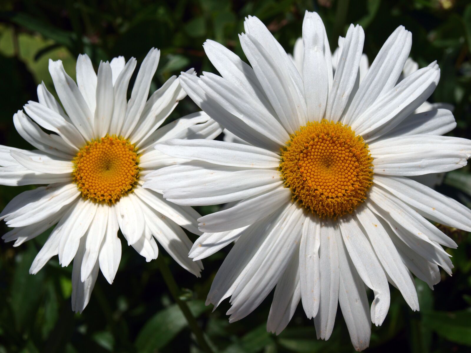 Olympus E-420 (EVOLT E-420) sample photo. Margarita giant, flower daisy photography
