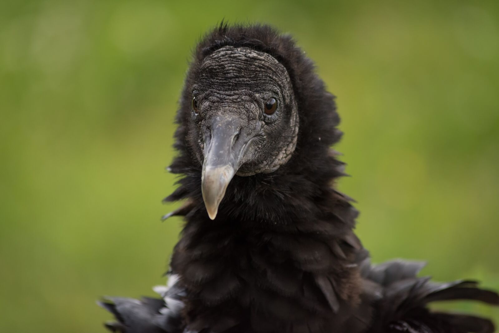 Nikon D7200 sample photo. Vulture, raptor, bird of photography