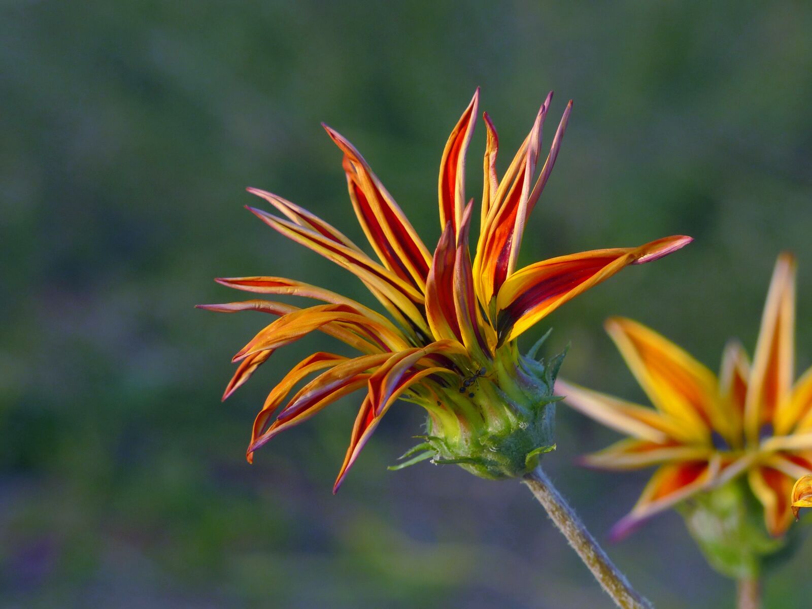 Panasonic Lumix DMC-FZ200 sample photo. A gazania, flower, autumn photography