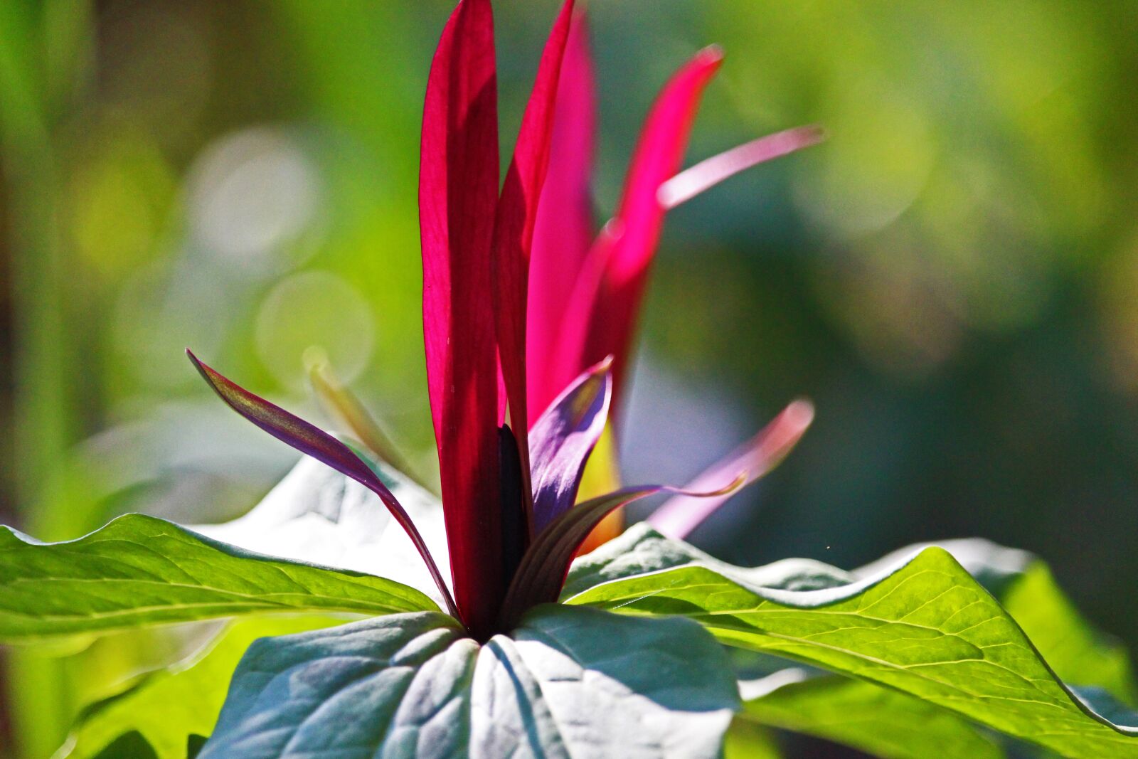 Canon EF-S 55-250mm F4-5.6 IS STM sample photo. Three sheet, forest lily photography