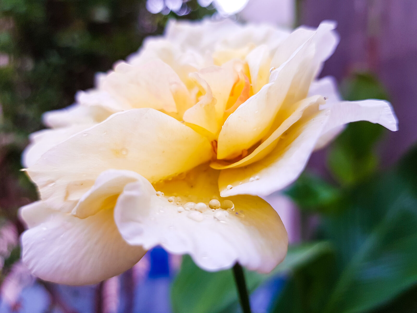 Samsung Galaxy S8 Rear Camera sample photo