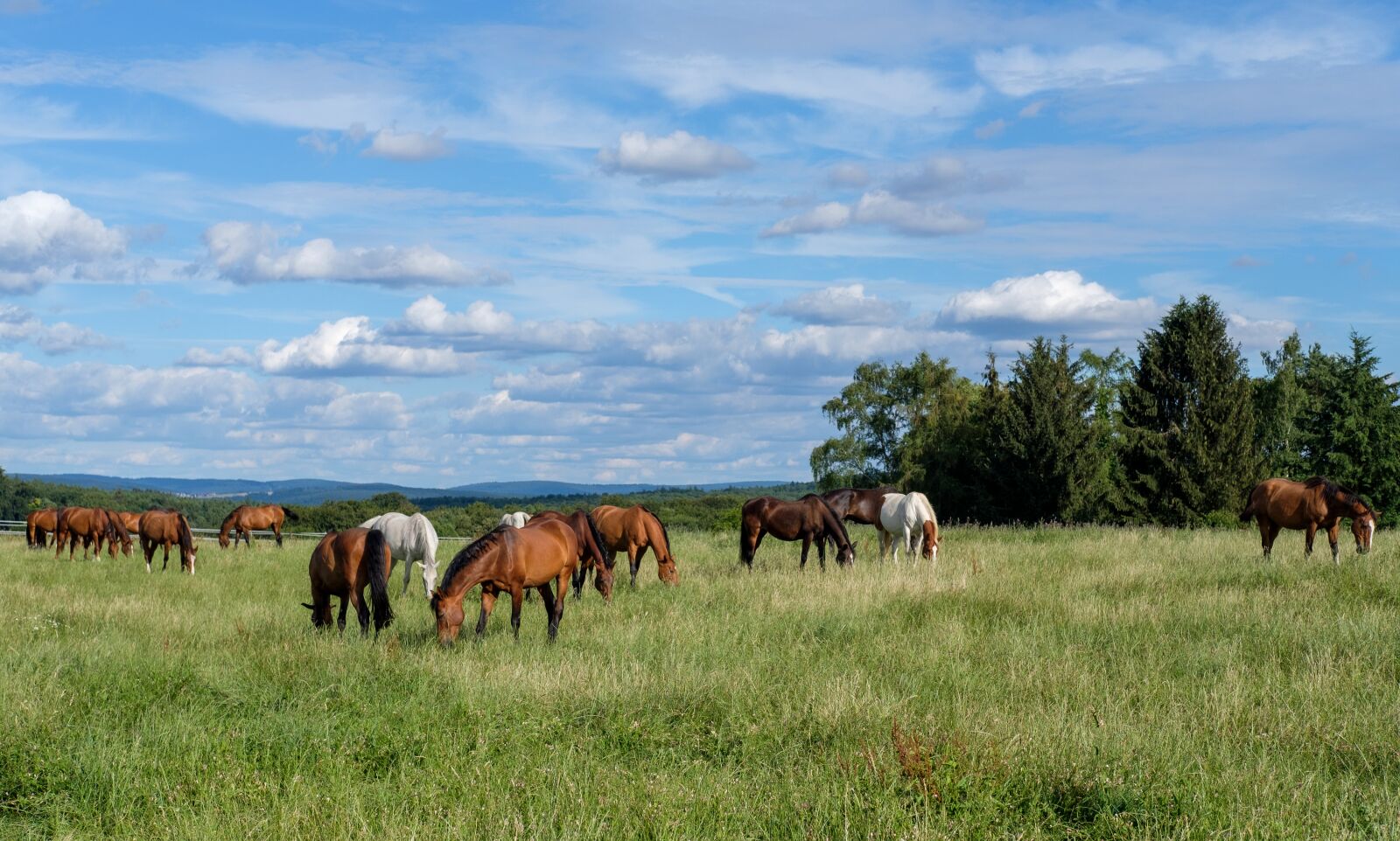 Fujifilm X-T2 + Fujifilm XF 35mm F2 R WR sample photo. Horse, gaul, flock photography