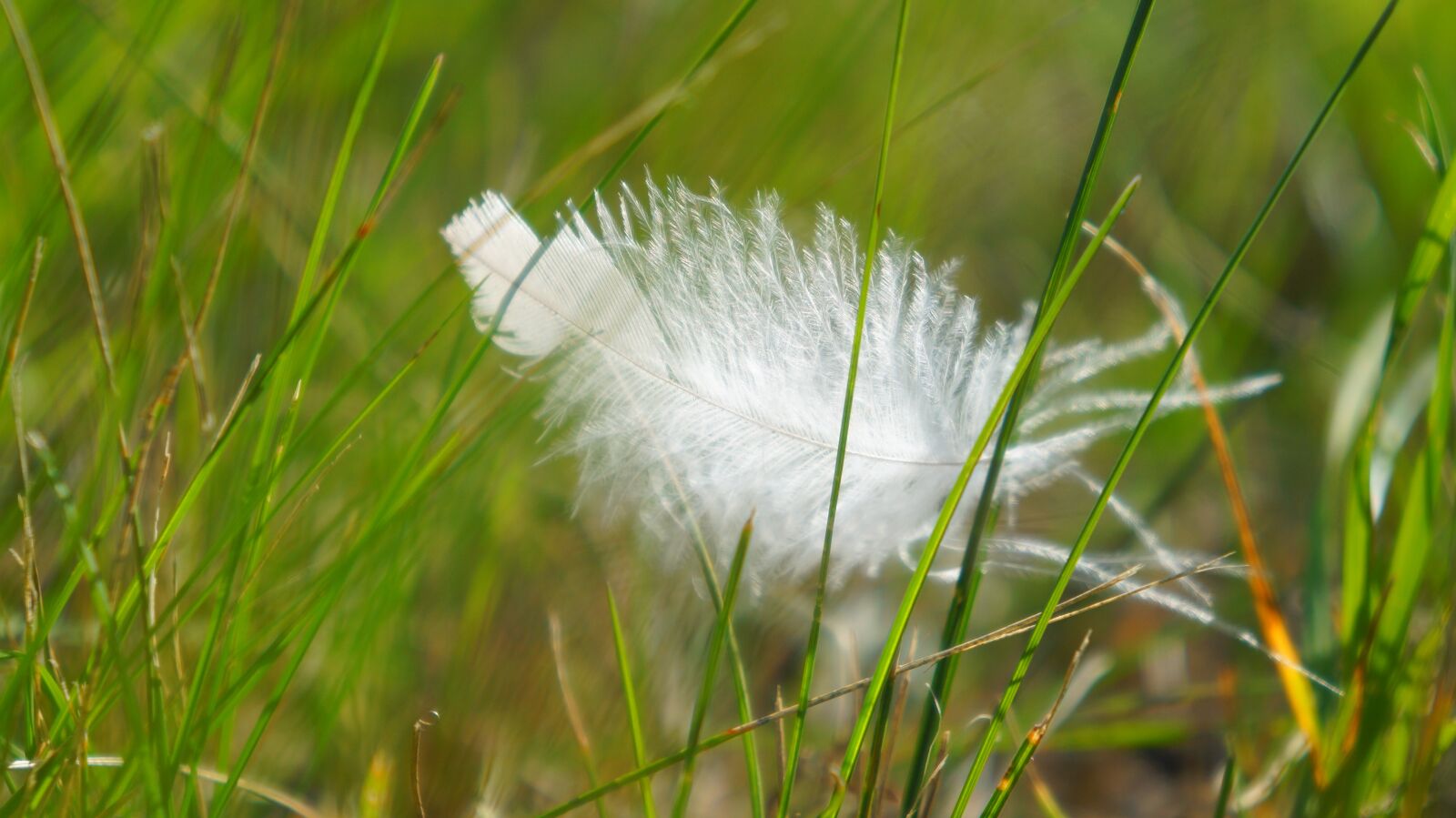 Sony Alpha a3000 + Sony E 18-55mm F3.5-5.6 OSS sample photo. Nature, plants, grass photography