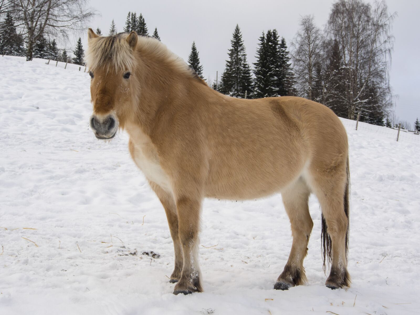 Olympus OM-D E-M5 sample photo. Horse, norwegian, fjord horse photography