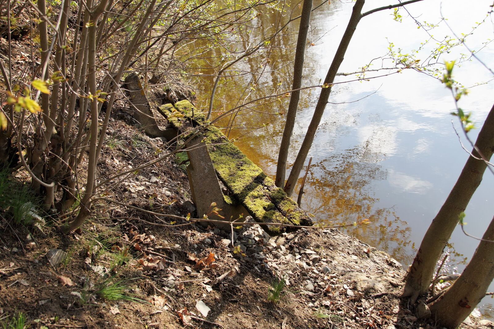 Sony SLT-A58 sample photo. Bench, old, overgrown photography