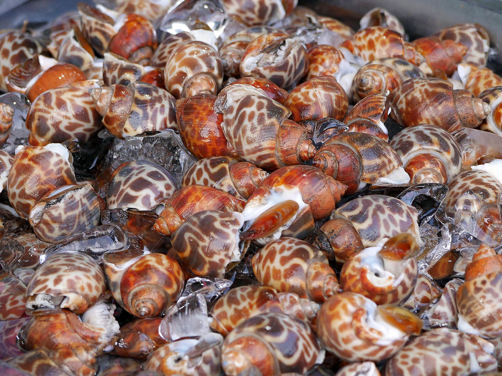 Panasonic Lumix DMC-GX7 sample photo. Cockles, shellfish, seafood photography