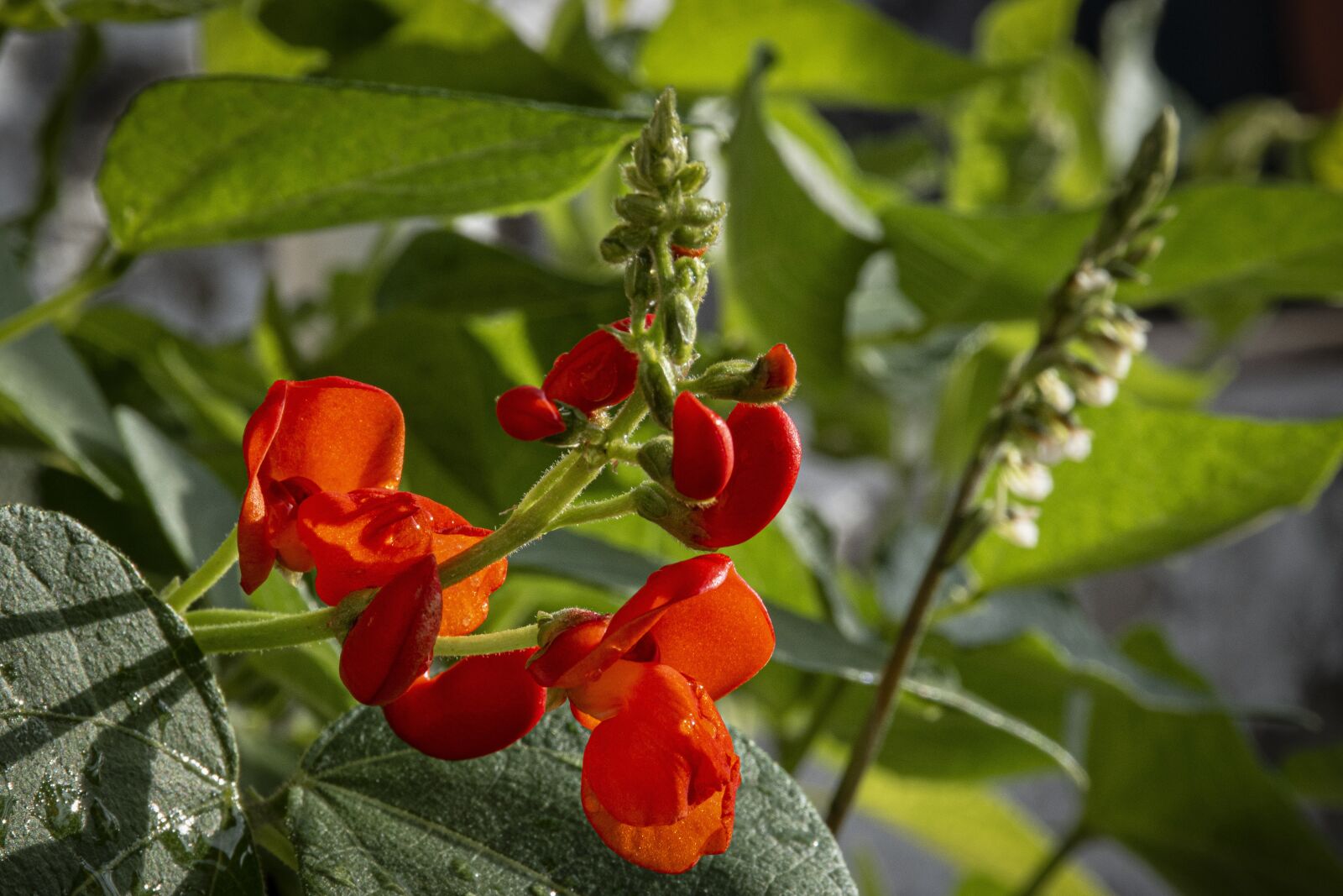 Nikon D5500 sample photo. Beans, bean, flowers photography