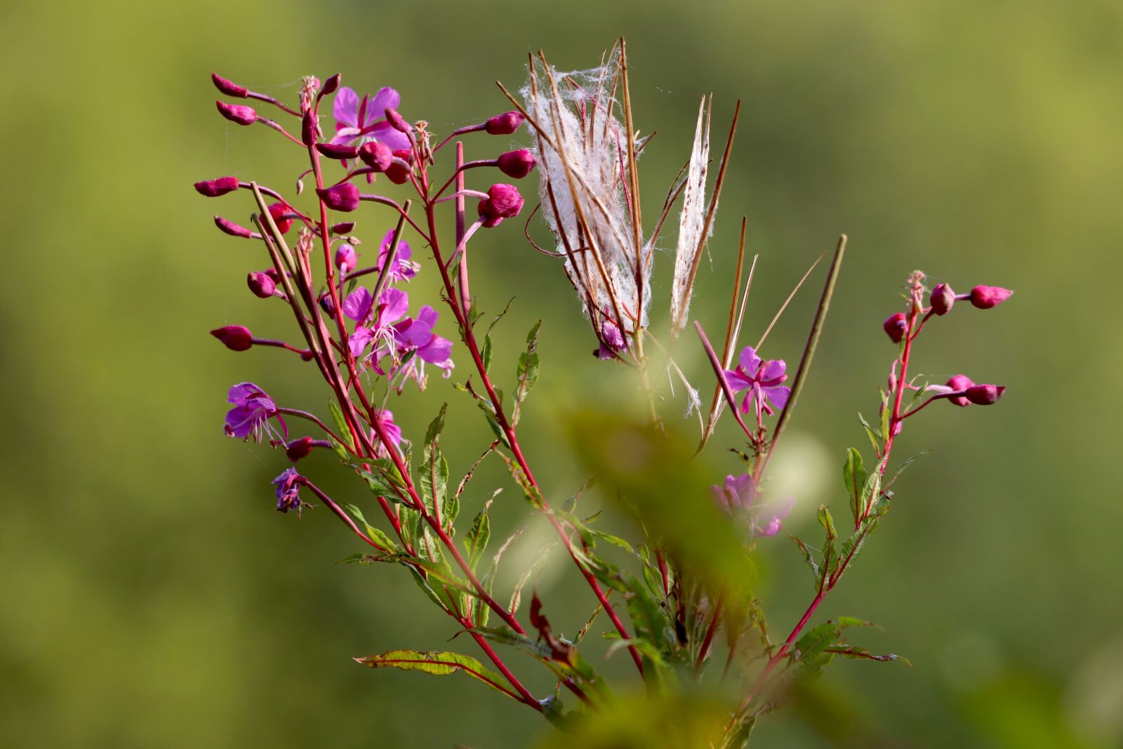 Canon EOS 77D (EOS 9000D / EOS 770D) sample photo. Flower, violet flower, flora photography