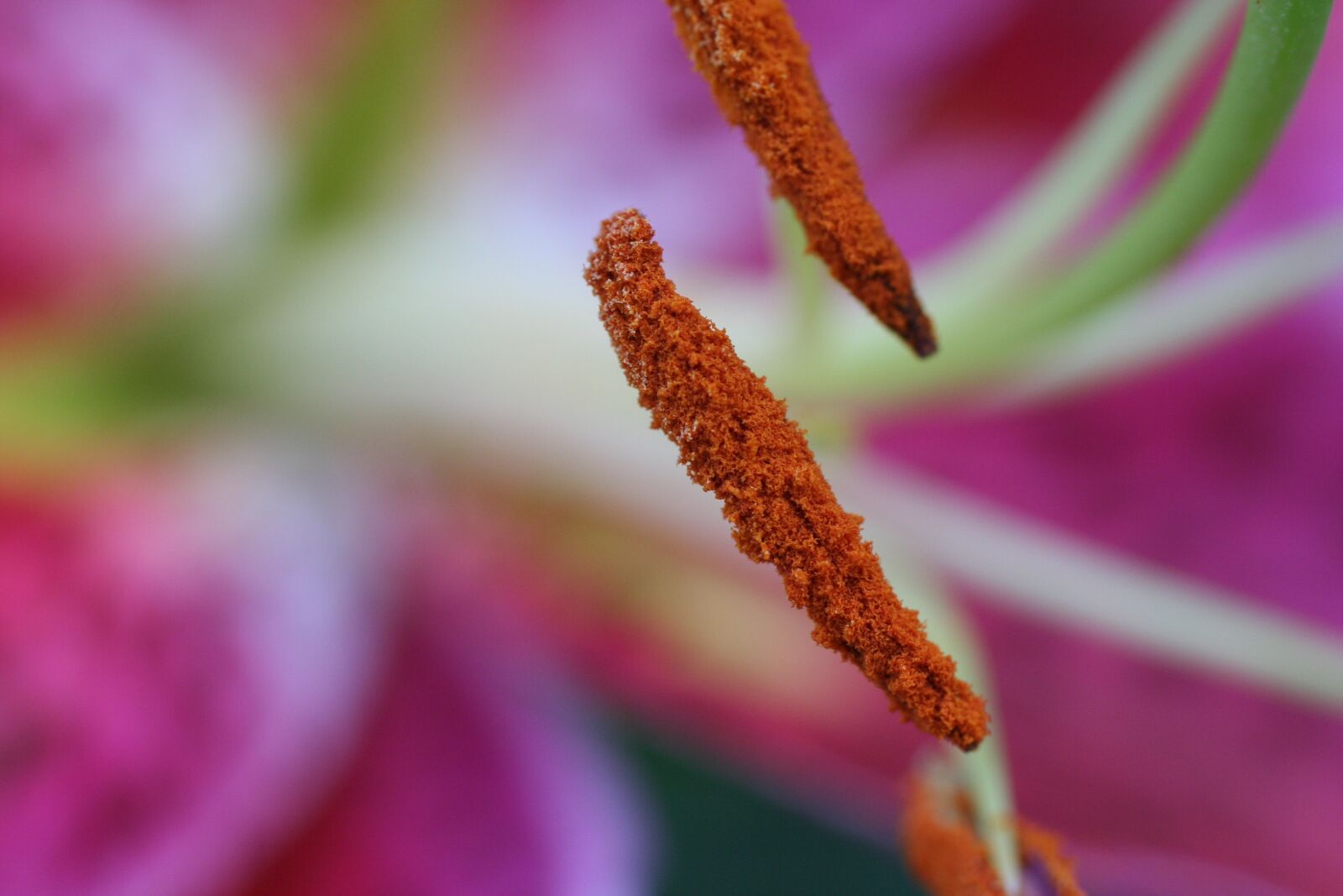 Canon EOS 350D (EOS Digital Rebel XT / EOS Kiss Digital N) sample photo. Stargazer, lily, stamen photography