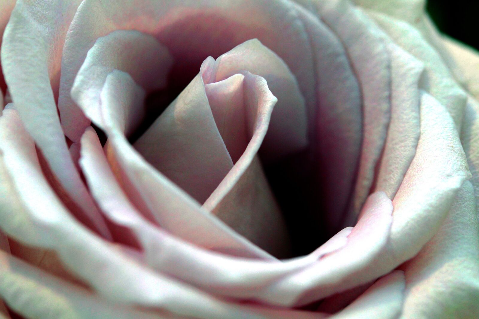 Canon EOS 7D sample photo. Rose, flower, pink photography