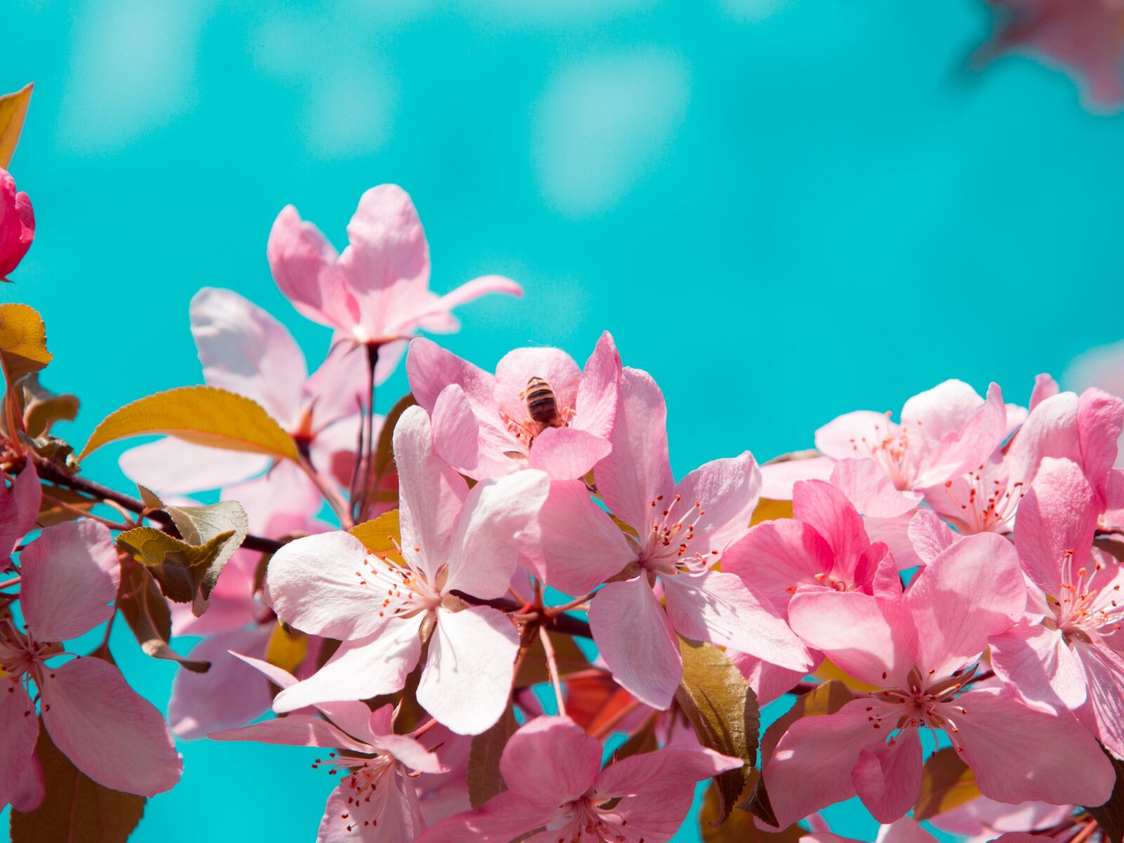 Canon EOS 700D (EOS Rebel T5i / EOS Kiss X7i) sample photo. Flower, bee, pink photography