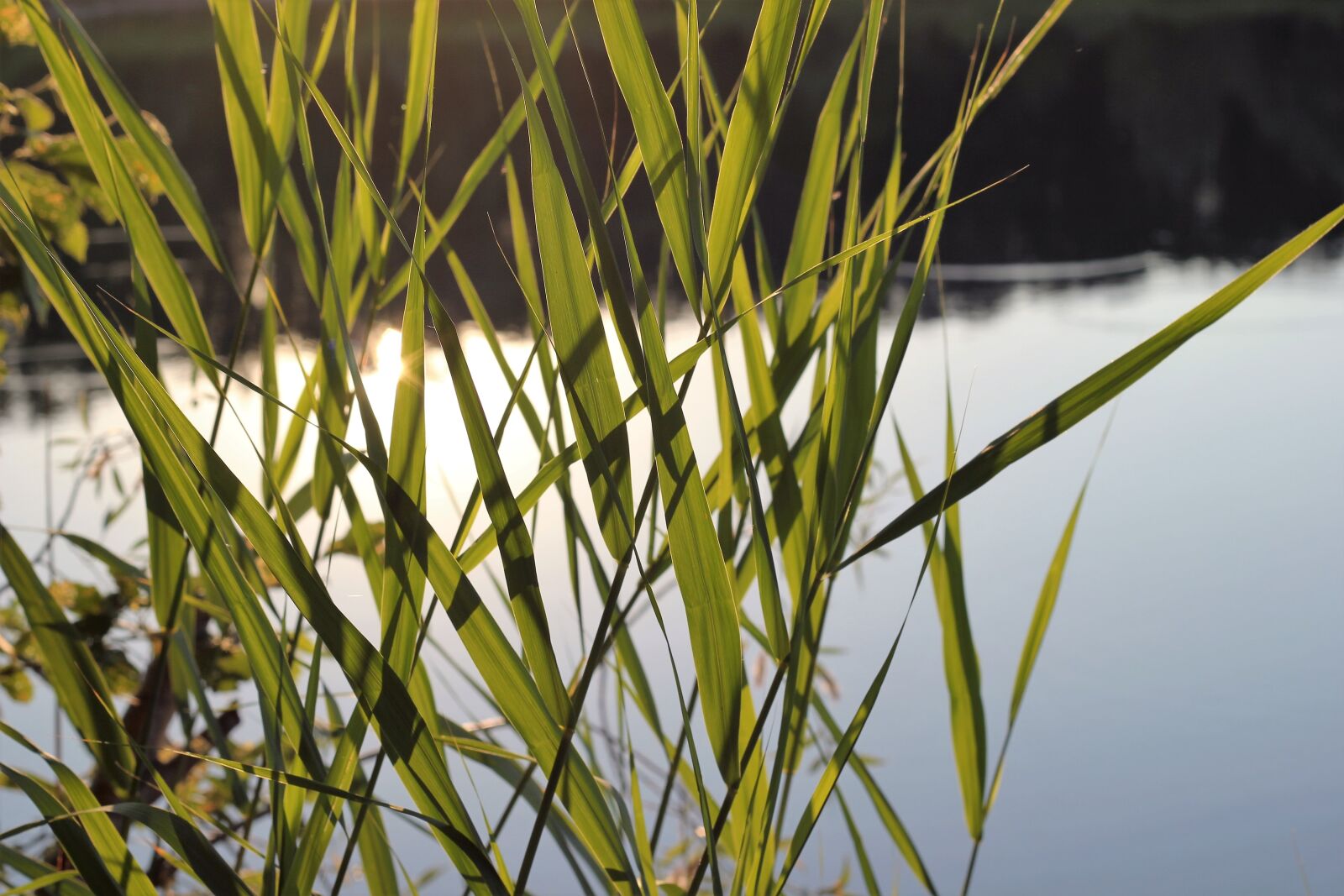 Canon EOS 550D (EOS Rebel T2i / EOS Kiss X4) sample photo. Lake, water, cane photography