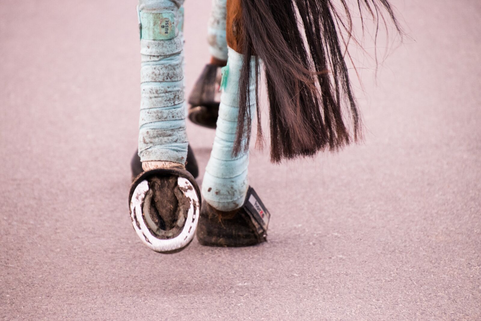 Nikon D3300 sample photo. Bandages, hoof, horse photography