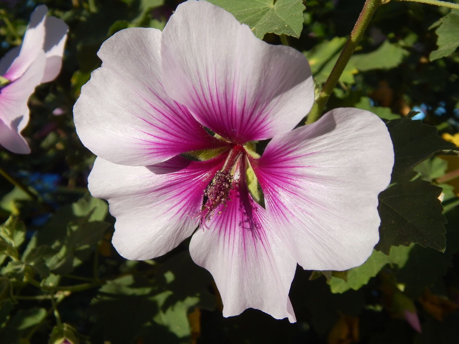Nikon Coolpix L830 sample photo. Flower, rose of sharon photography