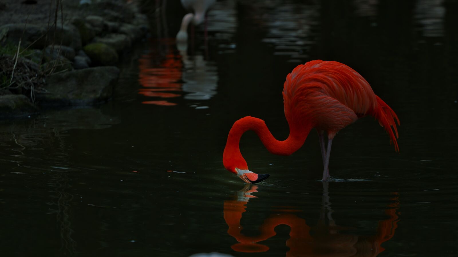 Canon EOS 5D Mark IV + Canon EF 70-200mm F4L USM sample photo. Flamingo, zoo, bird photography