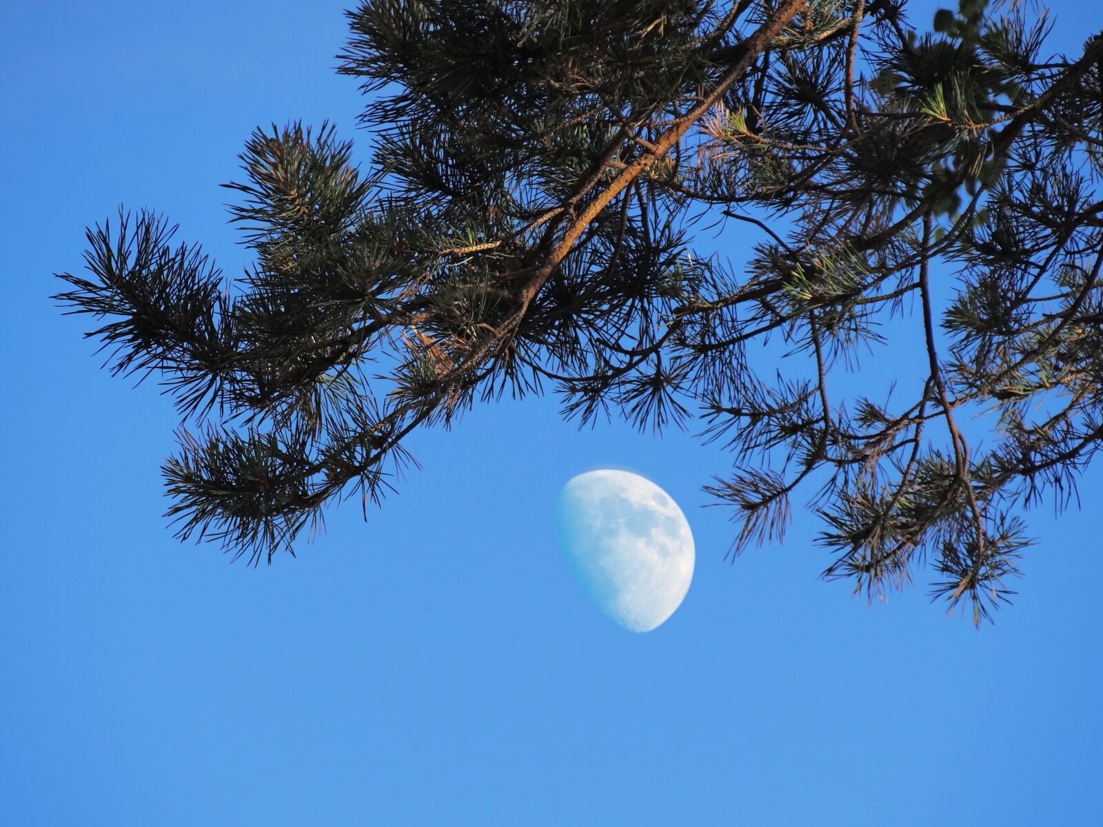 Sony Cyber-shot DSC-HX100V sample photo. Nature, moon, evening photography