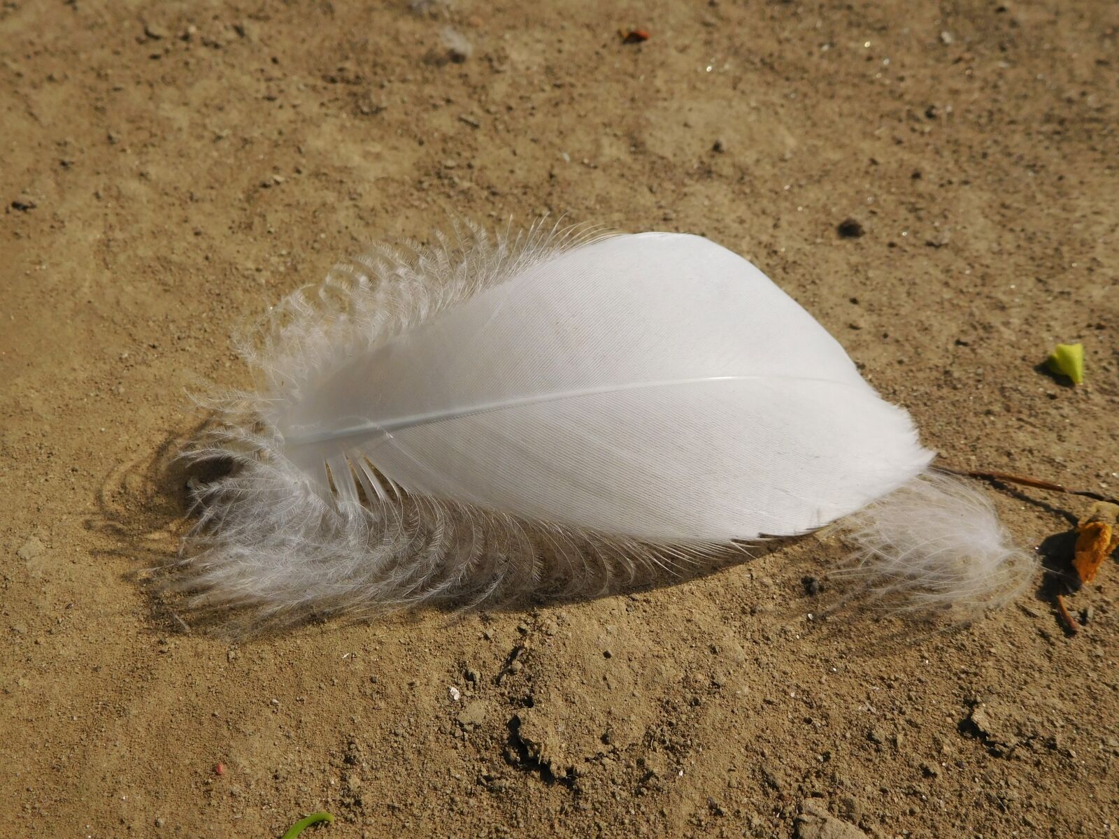Nikon Coolpix S7000 sample photo. Feather, wing, and photography