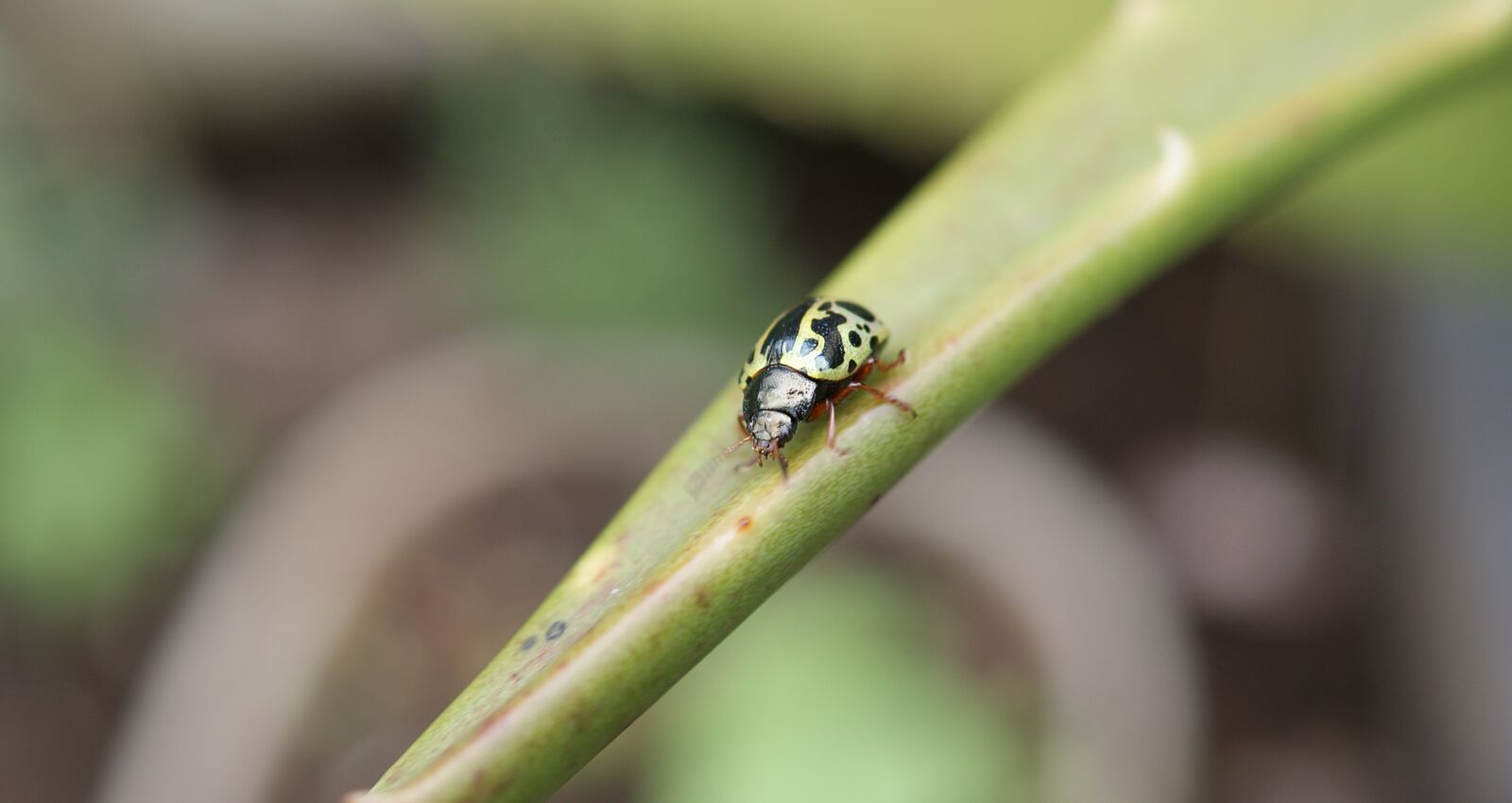 Sony Alpha DSLR-A390 sample photo. Nature, insect, ladybug photography