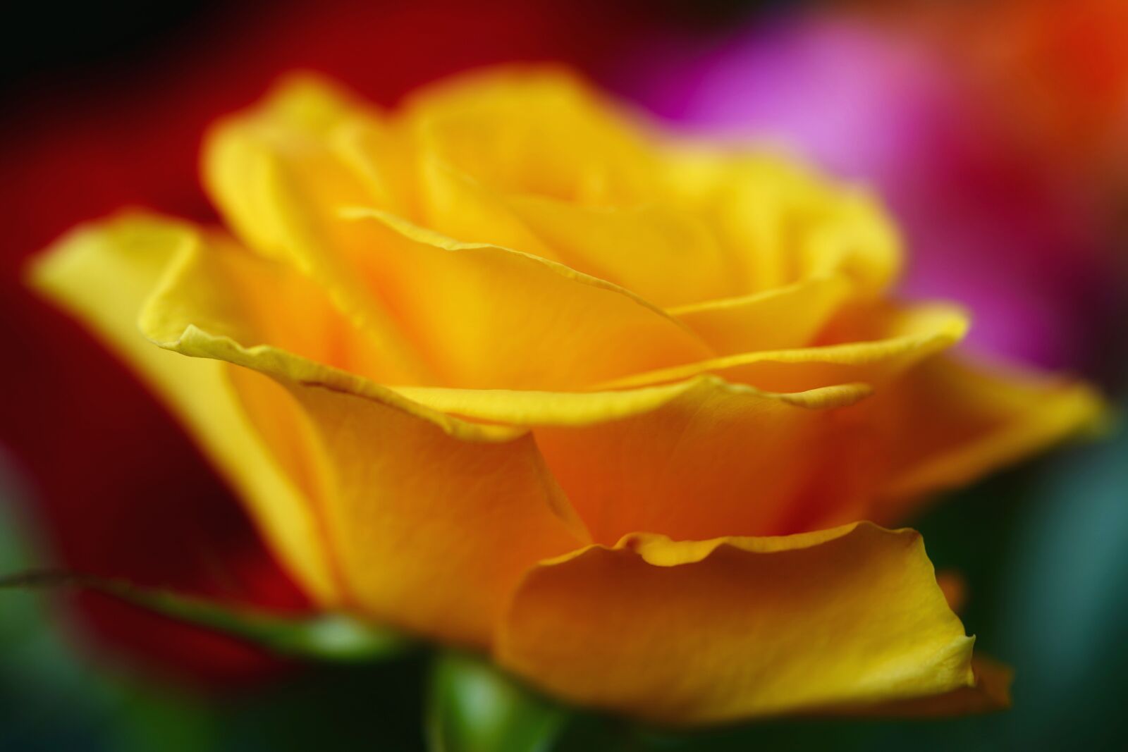 Sony FE 90mm F2.8 Macro G OSS sample photo. Rose, yellow rose, yellow photography