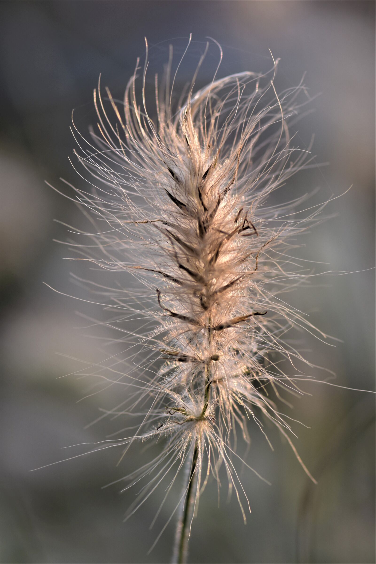 Nikon D5500 sample photo. Grasses, blade of grass photography