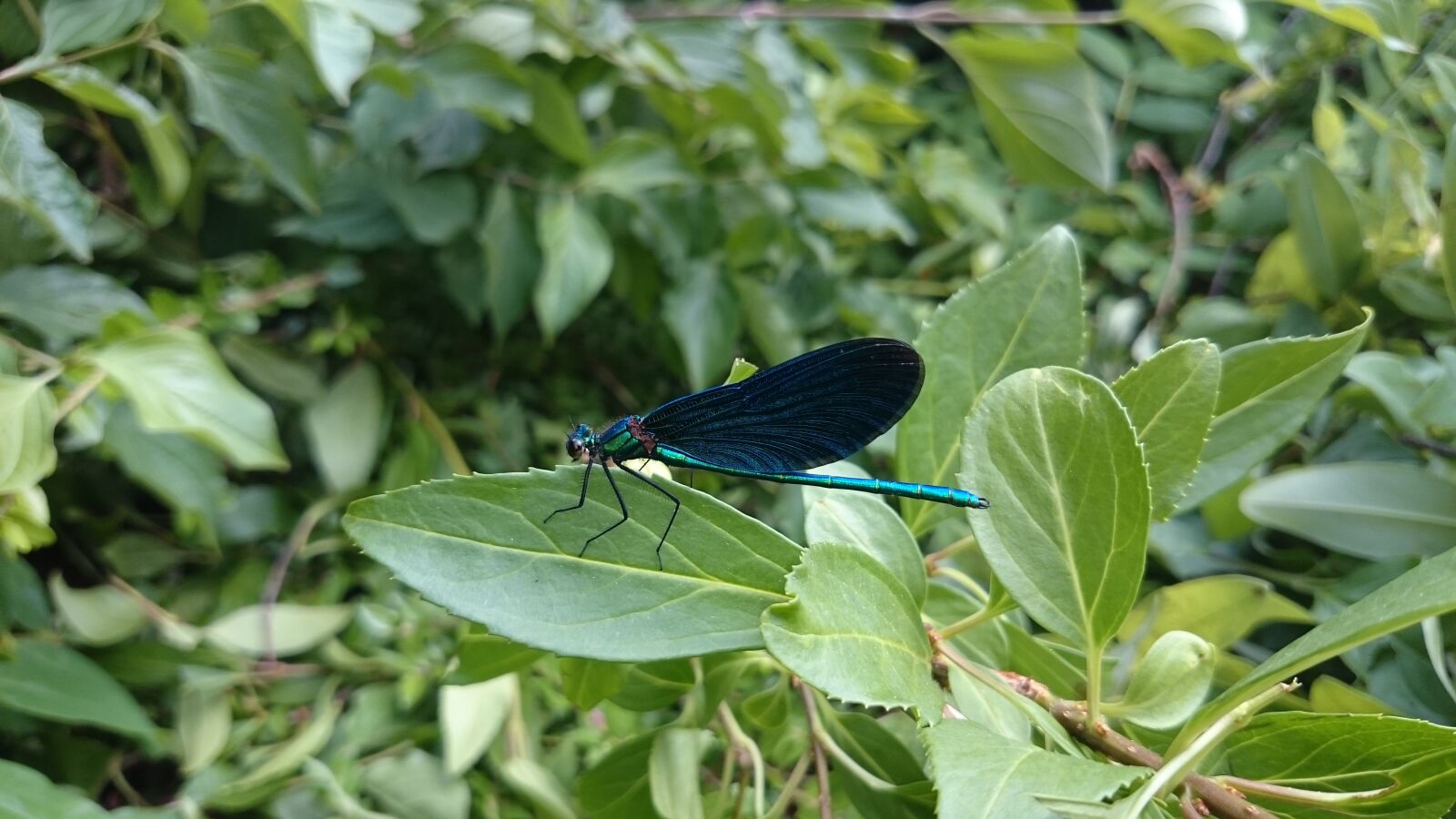 Sony Xperia Z1 Compact sample photo. Dragonfly, insect, macro photography