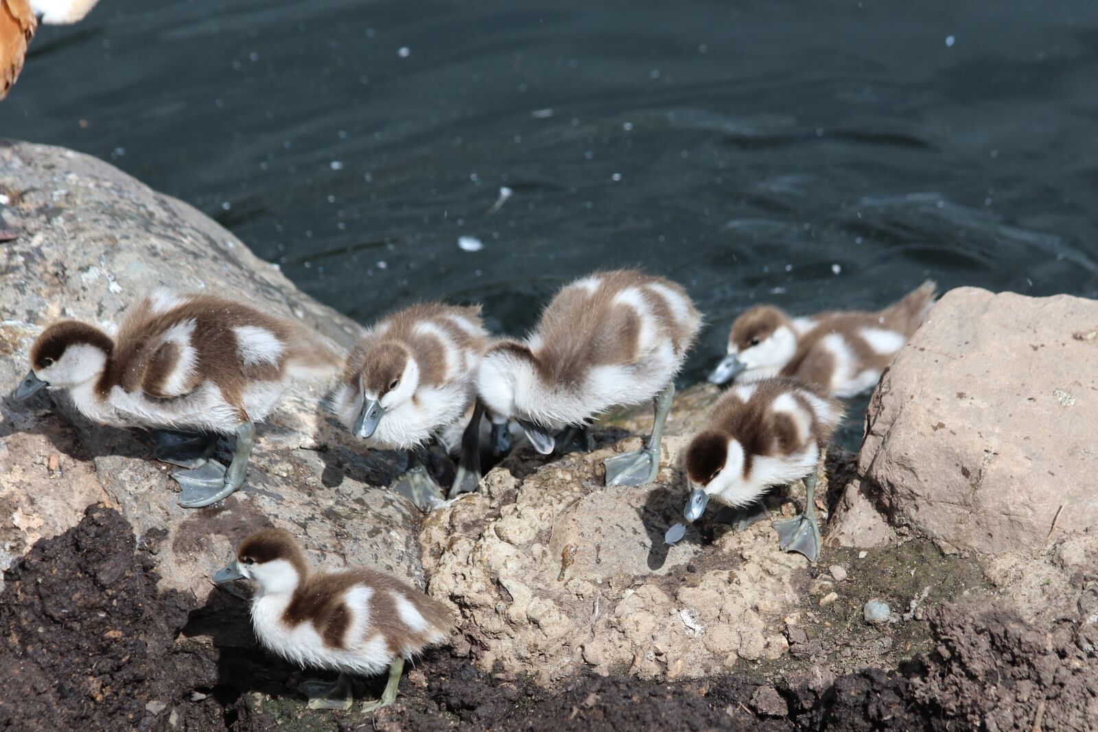 Canon EOS 650D (EOS Rebel T4i / EOS Kiss X6i) sample photo. Ogar, chick, tadorna ferruginea photography
