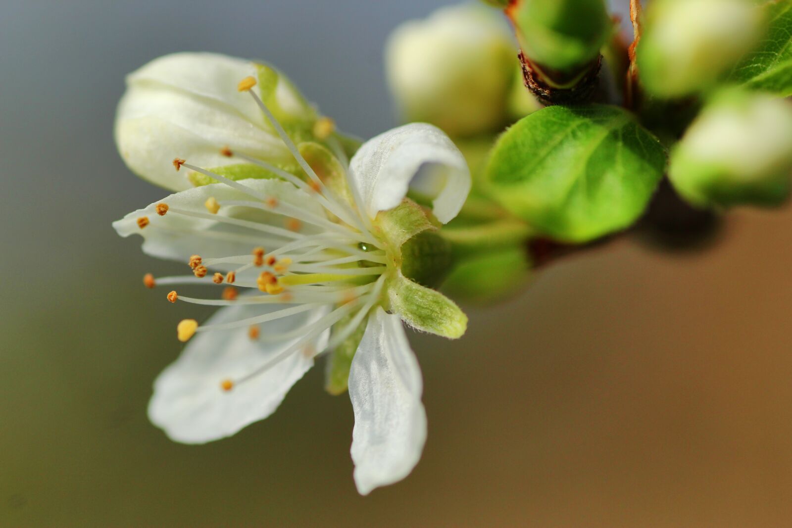 Tamron SP 90mm F2.8 Di VC USD 1:1 Macro sample photo. Apple blossom, spring, nature photography