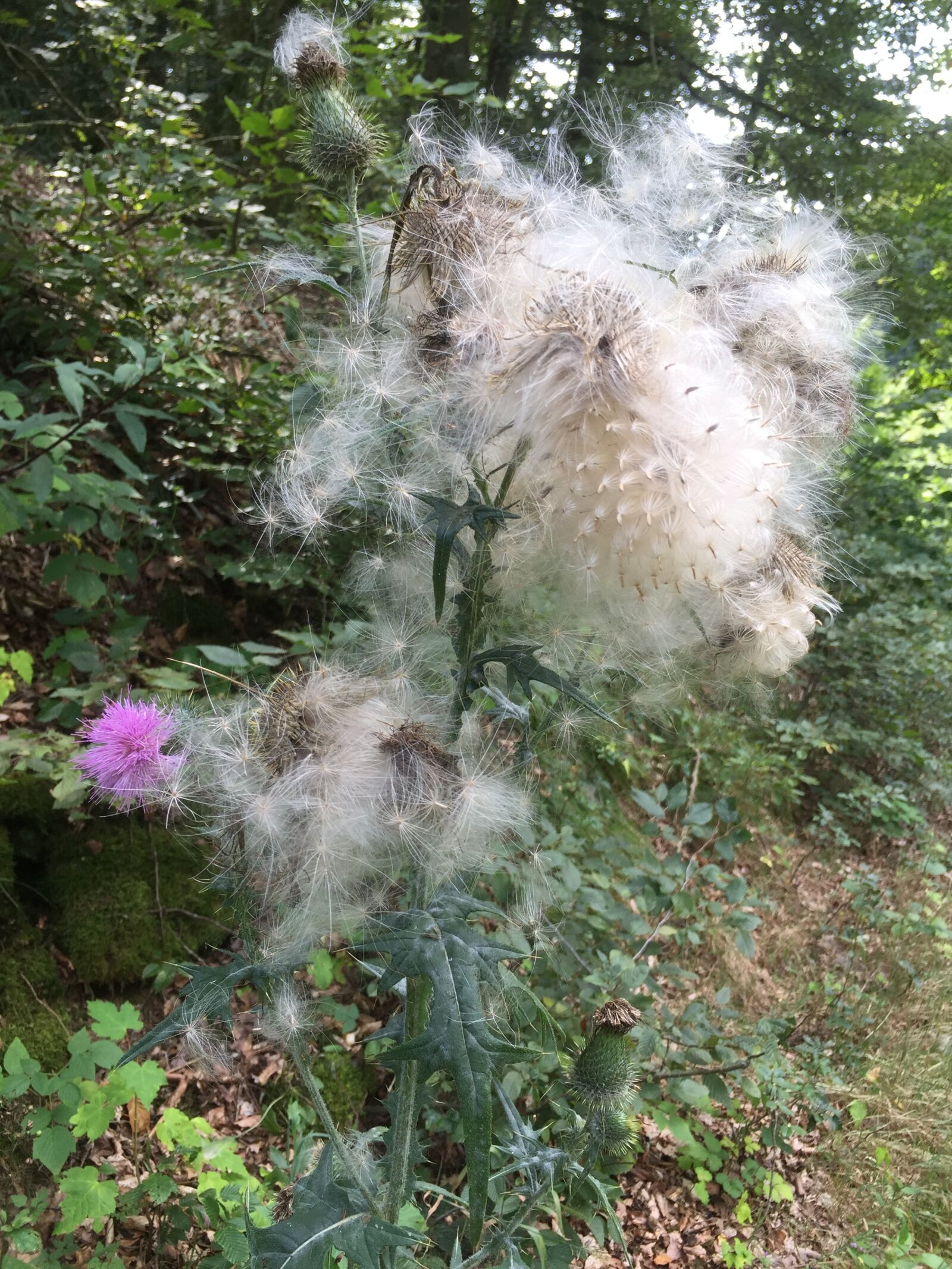 iPhone 6 Plus back camera 4.15mm f/2.2 sample photo. Forest, flower, white photography