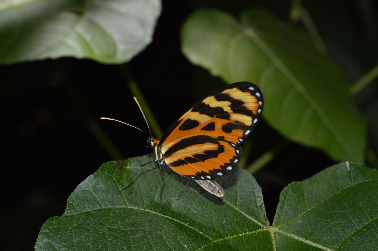 Nikon D3200 sample photo. Butterfly, nature, butterflies photography