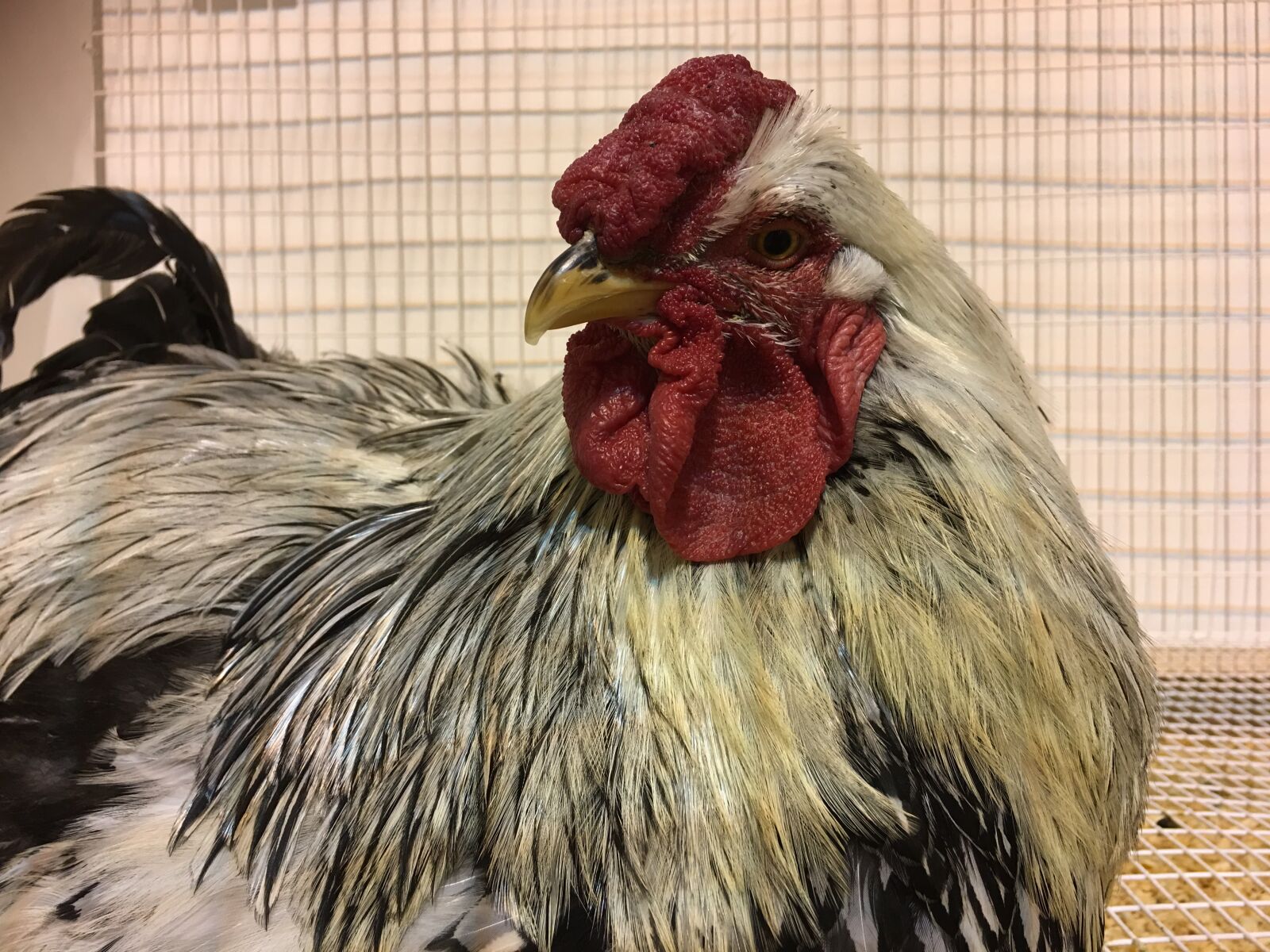 Apple iPhone 6s Plus sample photo. Bird, chicken, feathers, hen photography