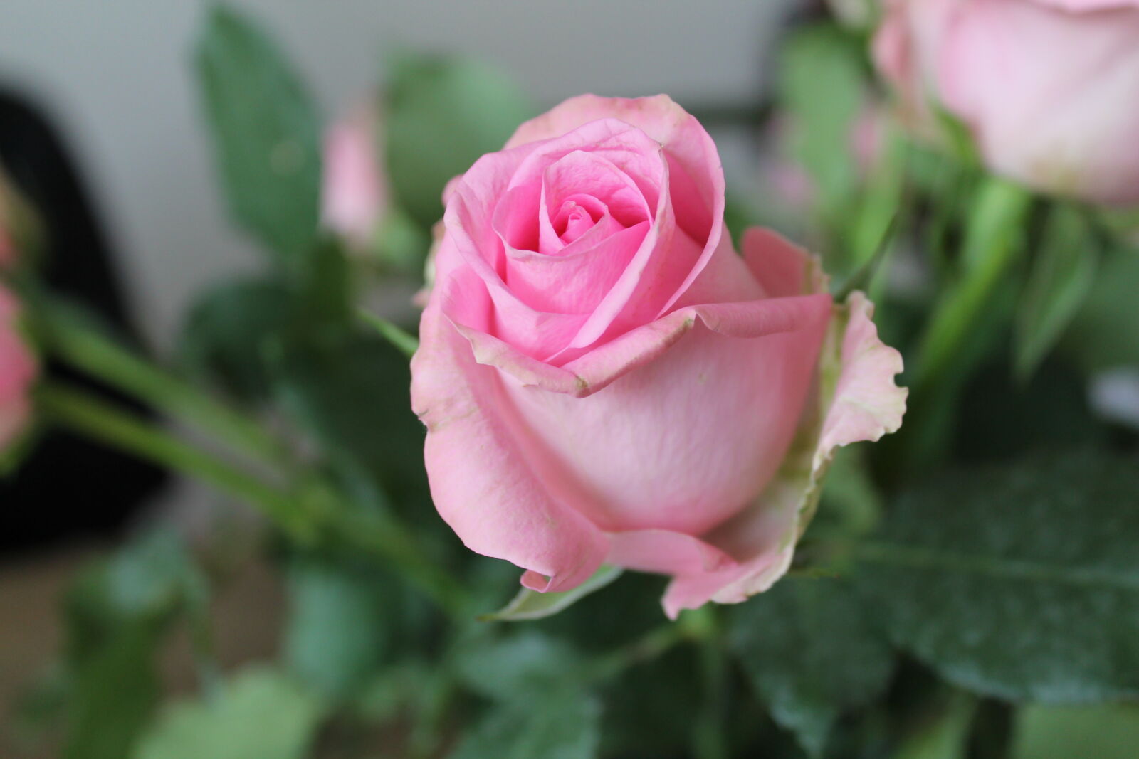 Canon EOS 1100D (EOS Rebel T3 / EOS Kiss X50) sample photo. Flower, flowers, green, leaves photography