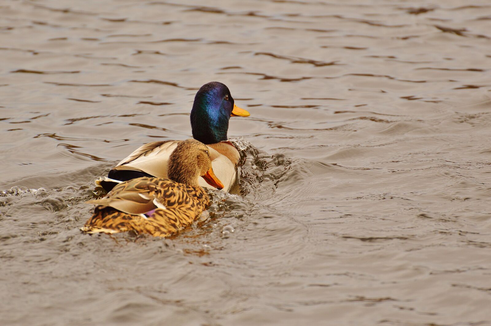 Nikon D3200 sample photo. Ducks, smooch, water bird photography