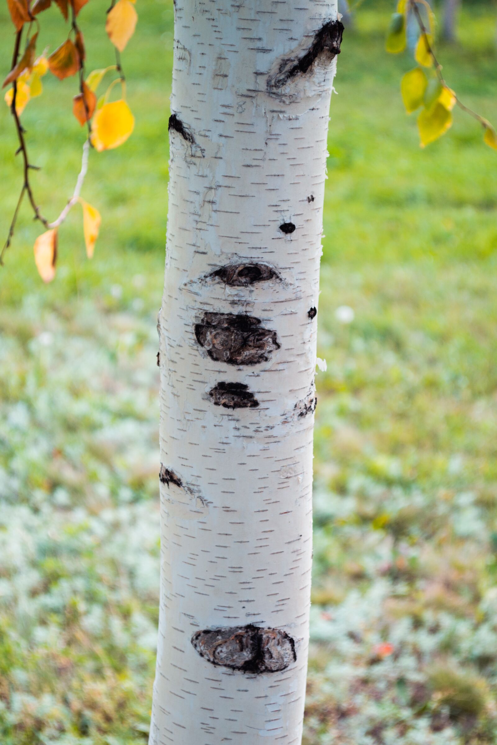 Nikon D3100 sample photo. Astana, birch, summer photography