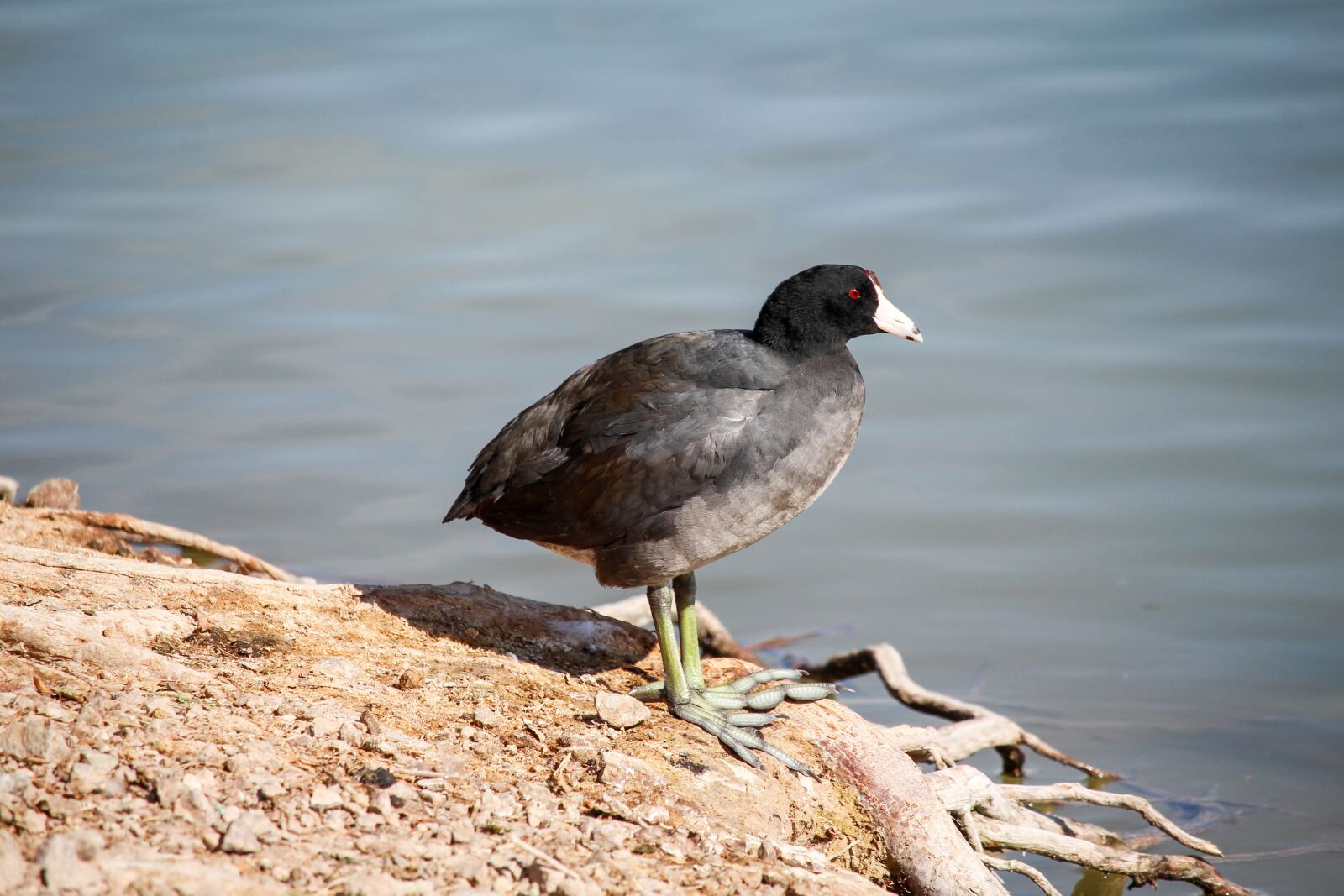 Canon EOS 700D (EOS Rebel T5i / EOS Kiss X7i) sample photo. Water, bird, wildlife photography