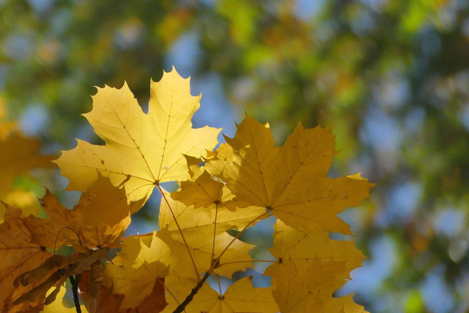 Panasonic Lumix DMC-FZ300 sample photo. Foliage, autumn, nature photography