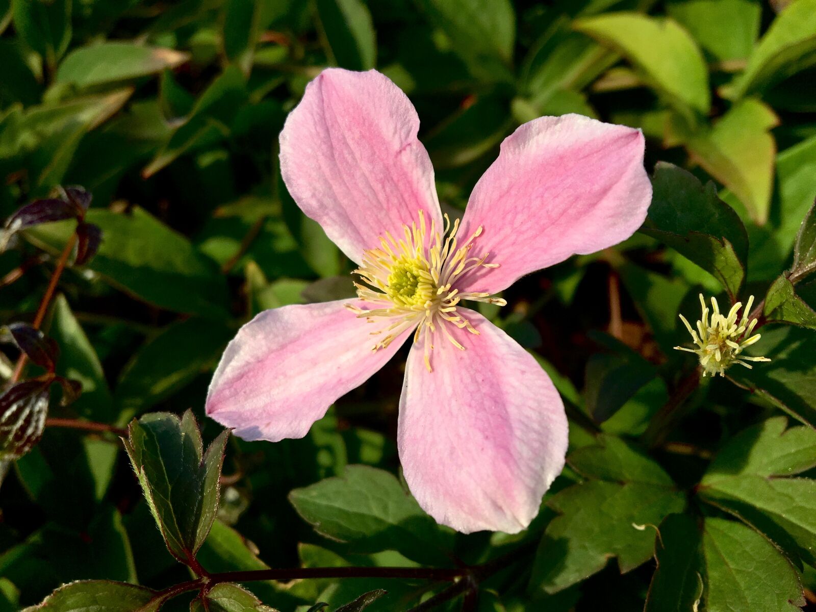 Apple iPhone 6s sample photo. Flower, clematis, garden photography