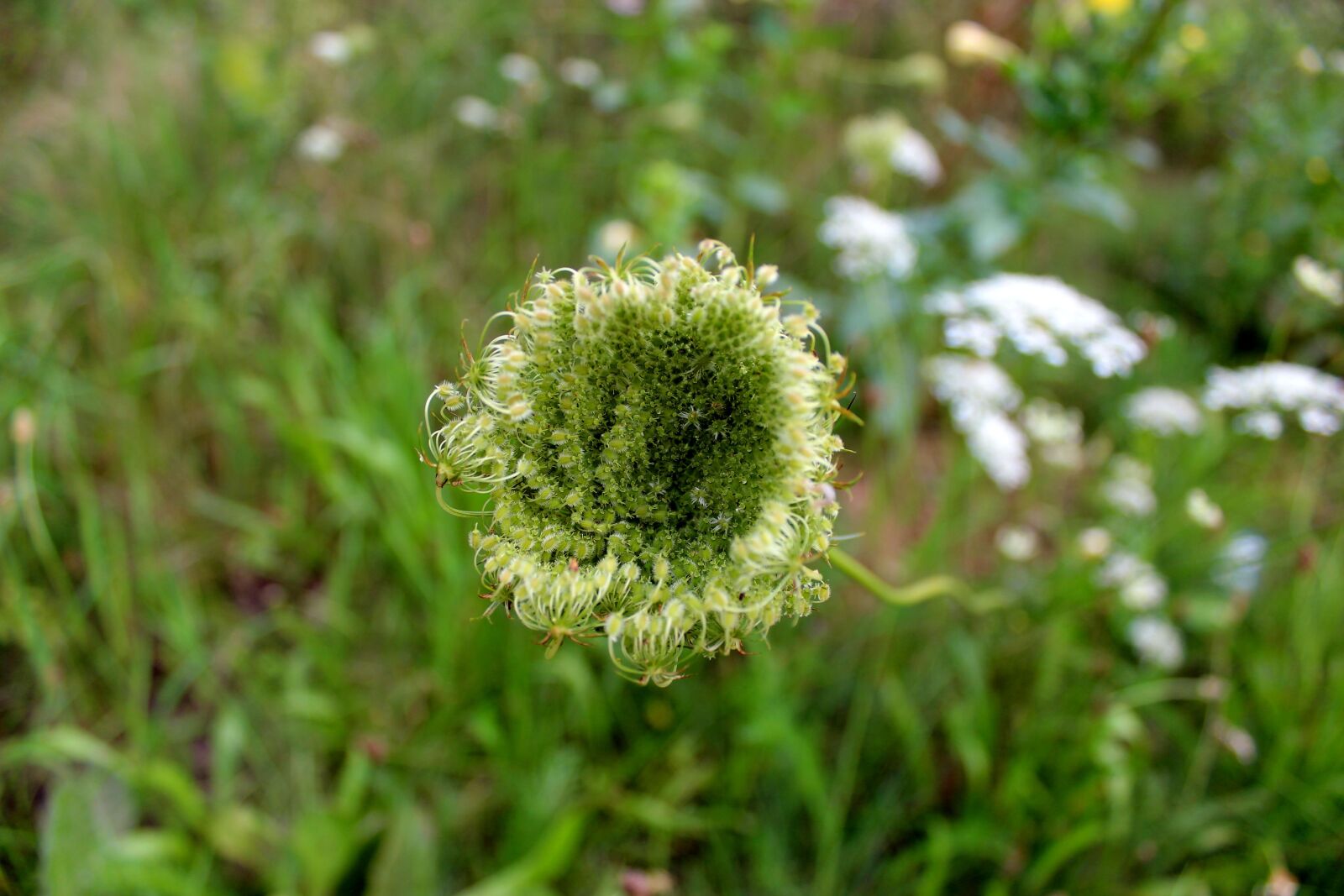 Canon EOS 600D (Rebel EOS T3i / EOS Kiss X5) sample photo. Yarrow, bud, green photography