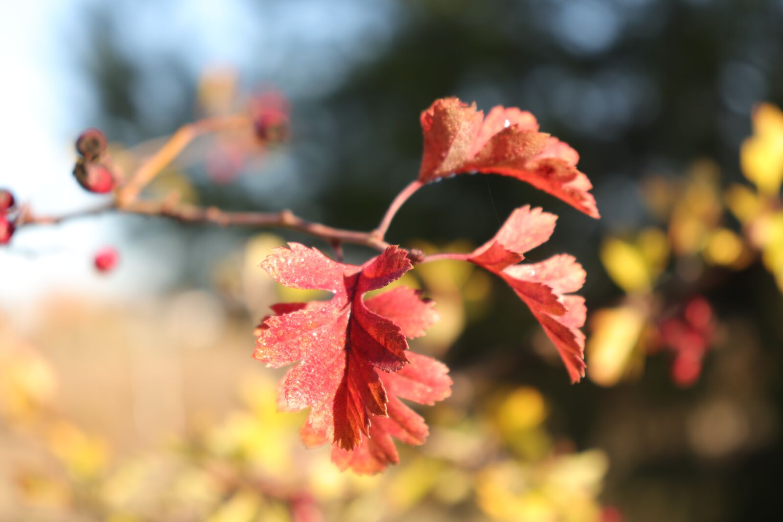 Canon EOS 800D (EOS Rebel T7i / EOS Kiss X9i) sample photo. Oto o, autumn leaves photography