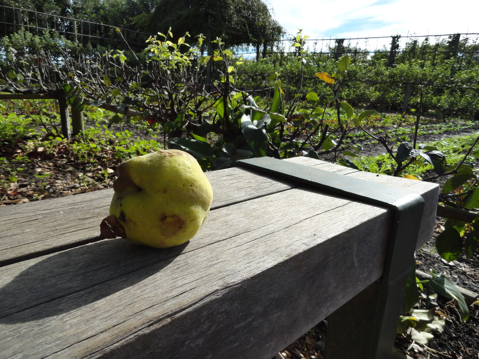 Sony Cyber-shot DSC-H70 sample photo. Bench, farm, fruit, rustic photography