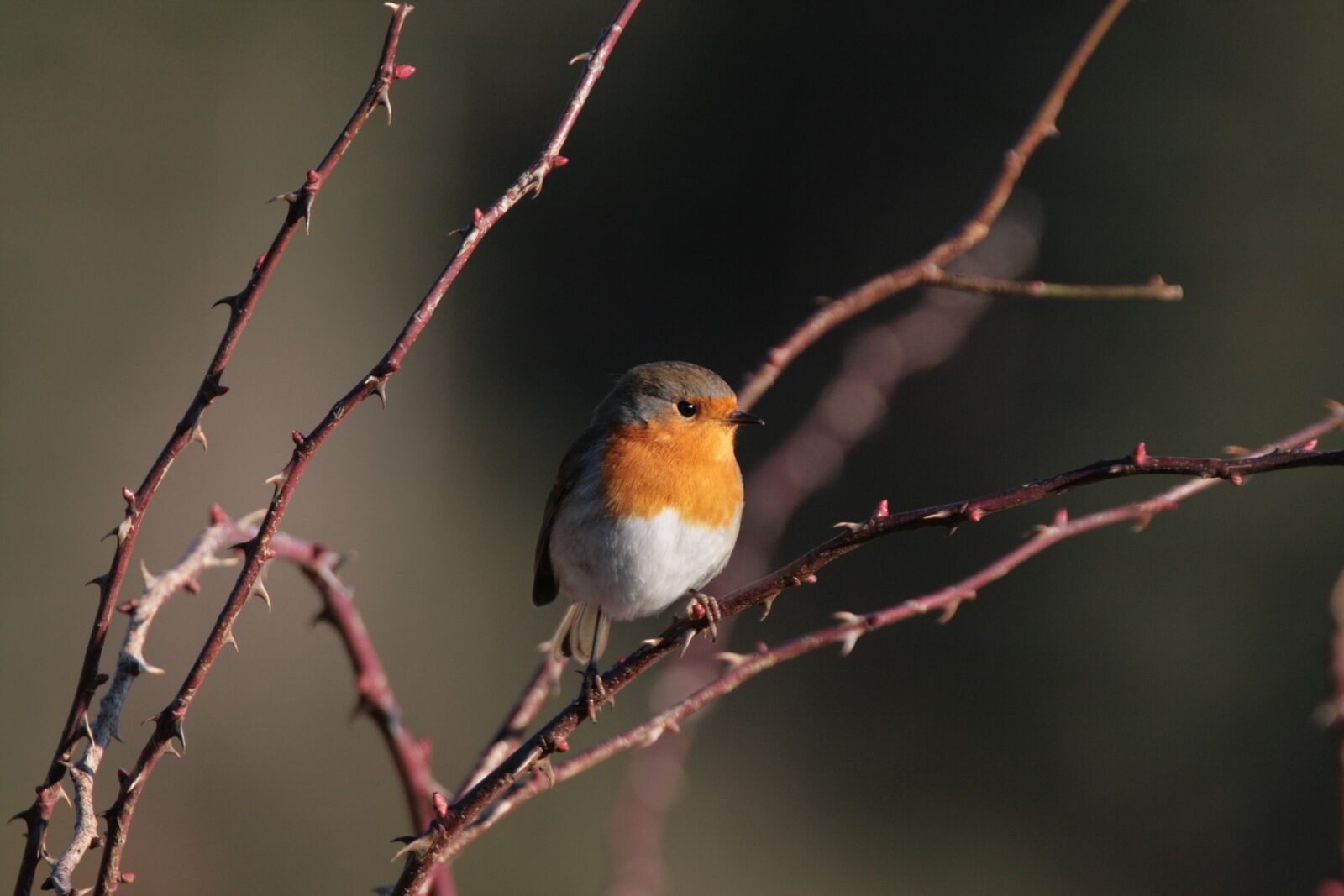 Canon EOS 400D (EOS Digital Rebel XTi / EOS Kiss Digital X) sample photo. Robin, erithacus rubecula, birds photography